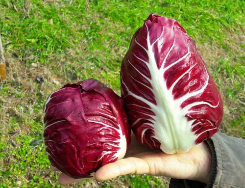 SPINACIO A FOGLIA oltre al RADICCHIO ROSSO